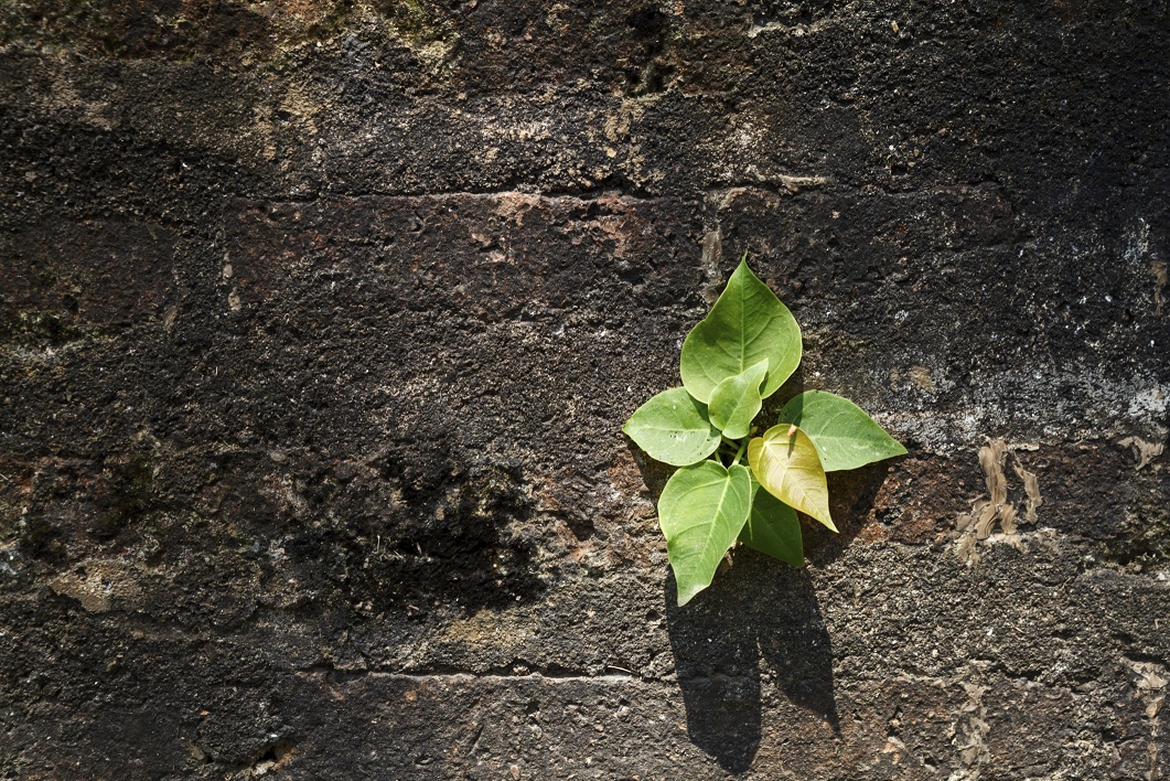 Seedling on wall background